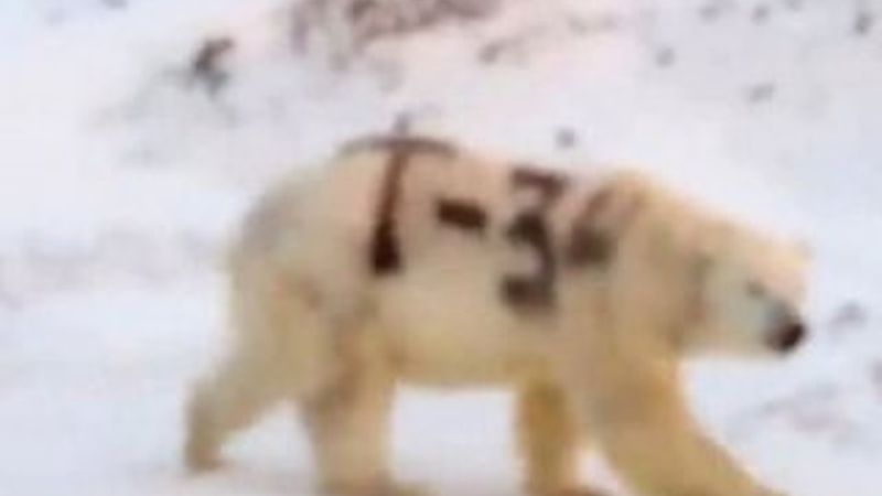 Kutup ayısının üzerine T-34 yazdılar