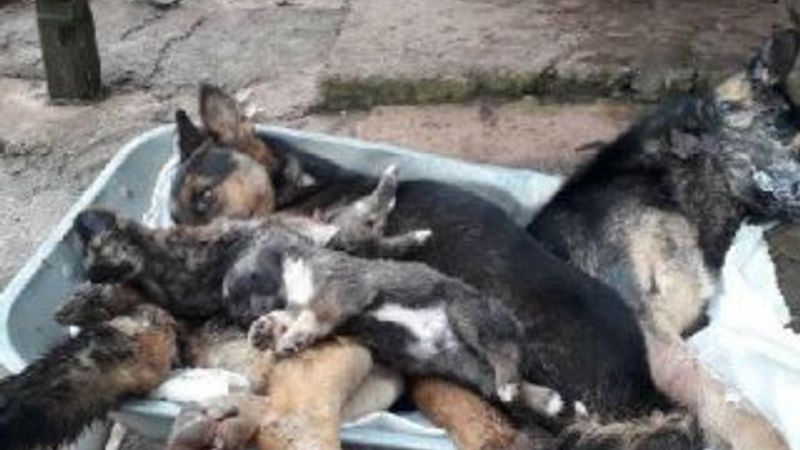 Bartın'da 6 köpek ölü bulundu