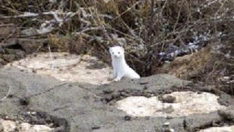 Sivas'ta nadir görülen beyaz gelincik, objektife takıldı