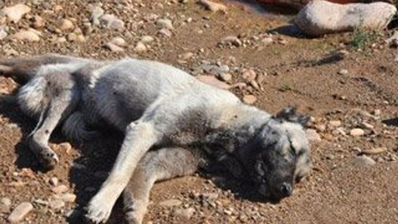 Gebe köpeği zehirlediler