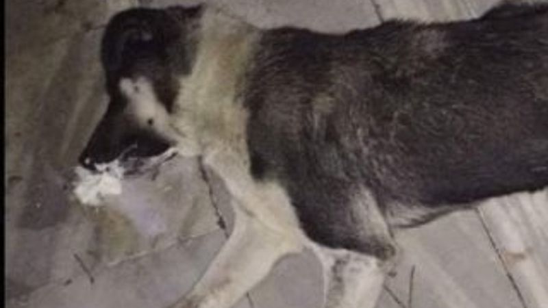 Balıkesir'de bir mahallede sokak köpekleri zehirlendi