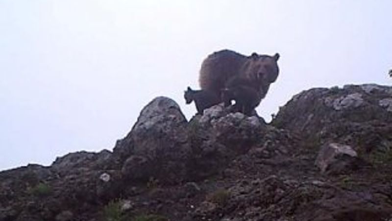 Artvin'de yavrularıyla foto kapana yakalanan ayı