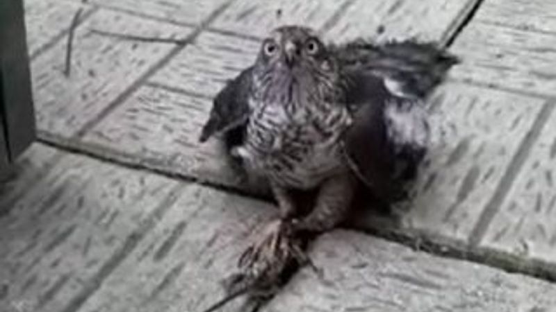 Güvercinlerini öldüren atmacayı yakalayıp görüntüledi