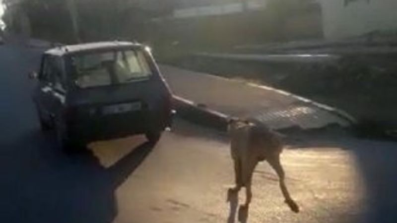 Köpeği otomobile bağlayıp, koşturdu