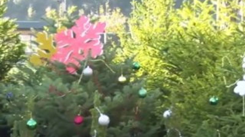 İBB yılbaşı için çam ağacı satışına başladı