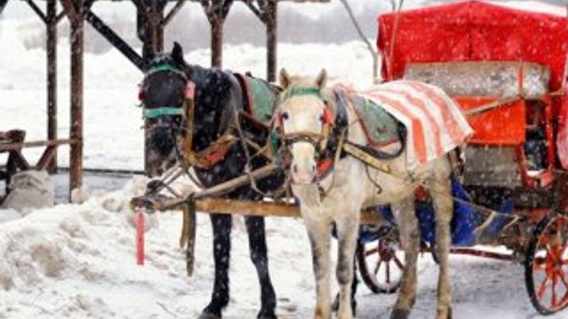 Abant Tabiat Parkı'nda 8 at karantinaya alındı