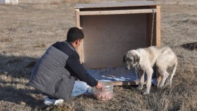 Muş'ta eziyet edilen köpek artık kaymakamlık konutunda