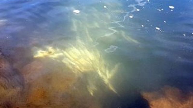 Kaçak avcılar suya jeneratörle elektrik verdi, balıklar öldü