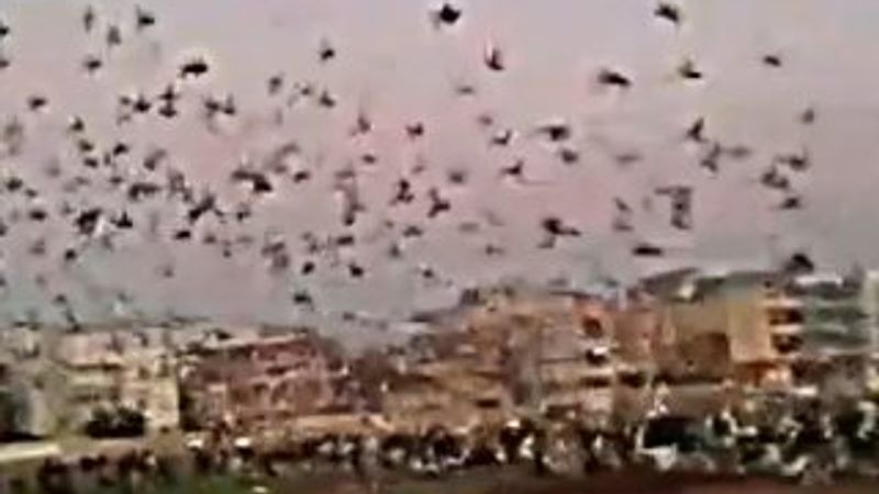 Şanlıurfa'da güvercinler Doğu Türkistan için uçuruldu