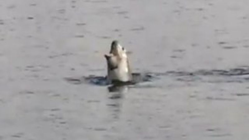 Akdeniz Körfezi'nde köpek balığı ve fok heyecanı