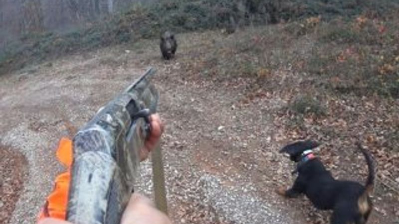 Avlamak istediği yaban domuzunun saldırısına uğrayan avcı