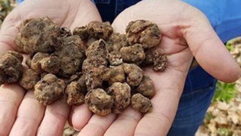 80 kilo trüf mantarı, ihale ile satışa çıkarıldı