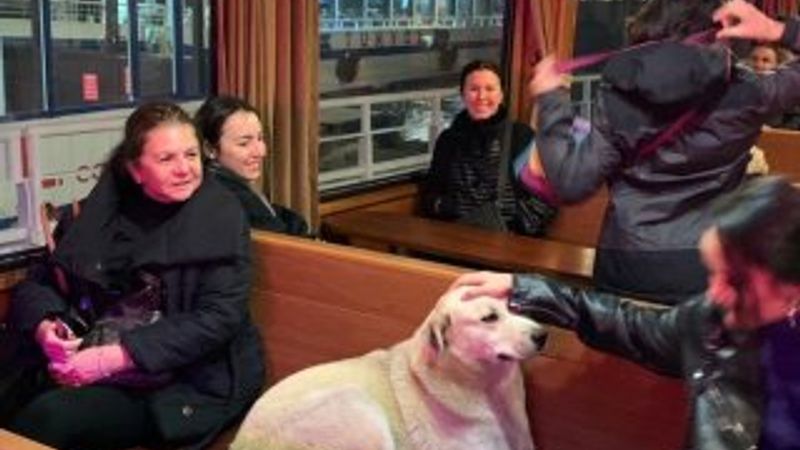 Kadıköy'den Beşiktaş'a motorla geçen köpek