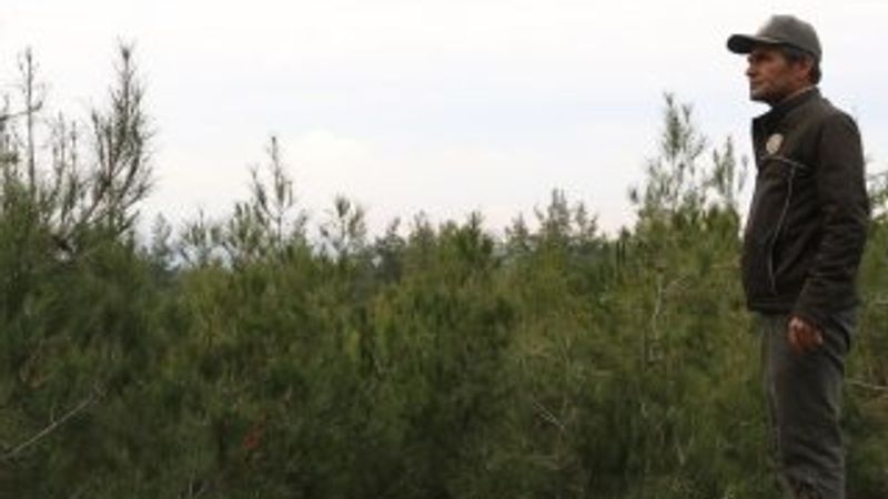 Yeni yıla çam ağacı nöbeti tutarak girecekler