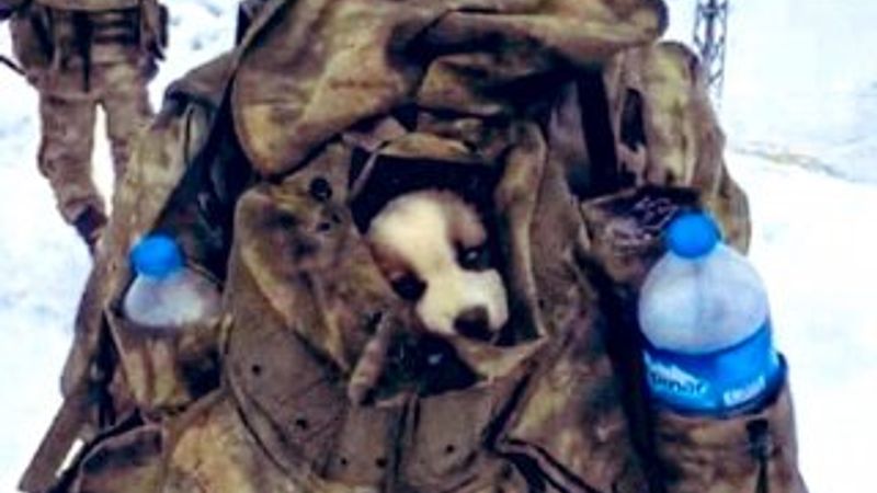 Mehmetçik, karlı arazide bulduğu yavru köpeği yanına aldı