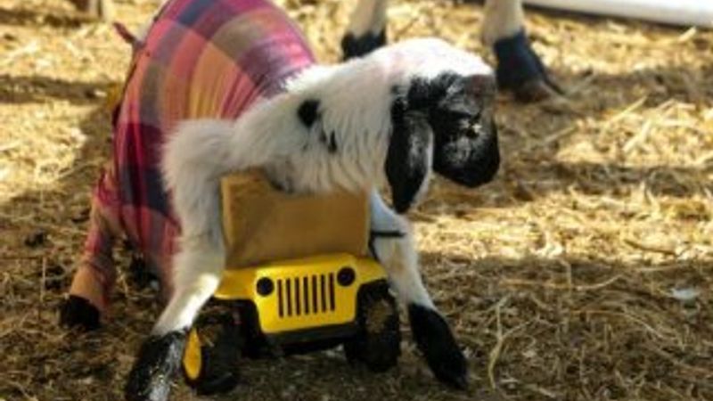 Yavru kuzu oyuncak kamyon yardımıyla beslenmeye başladı