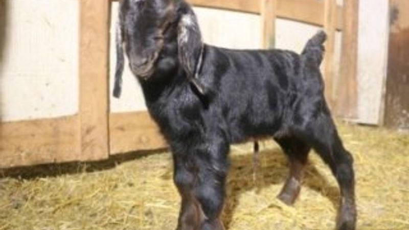 Sivas'ta bebek gibi anne diyen oğlak