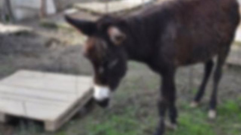 Eşeğe tecavüz eden sapık para cezası ile kurtuldu
