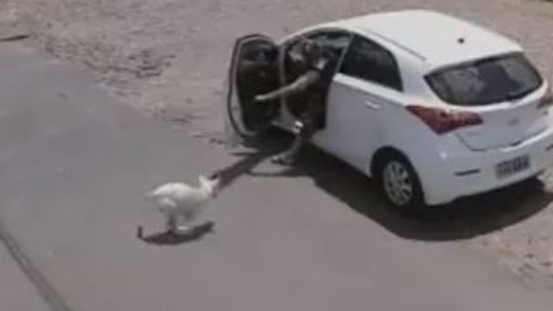 Brezilya'da terk edilen köpek