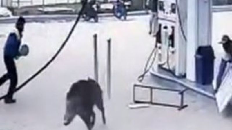 Akaryakıt istasyonunda terör estiren domuz