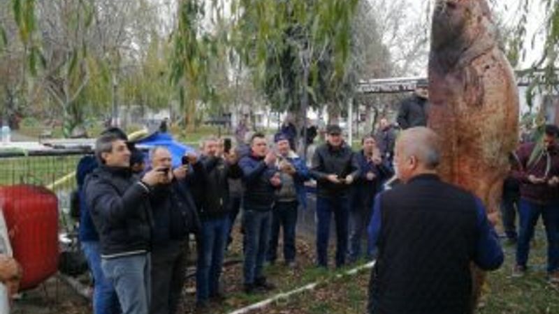 Bursa'da dev yayın balığı ilgi gördü