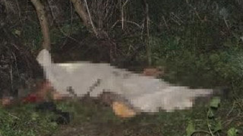 Adana'da köpeklerin saldırığı kişi hayatını kaybetti