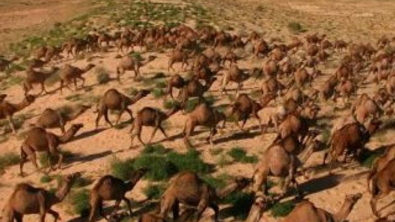 Avustralya'da 10 bin yabani deve vurulacak