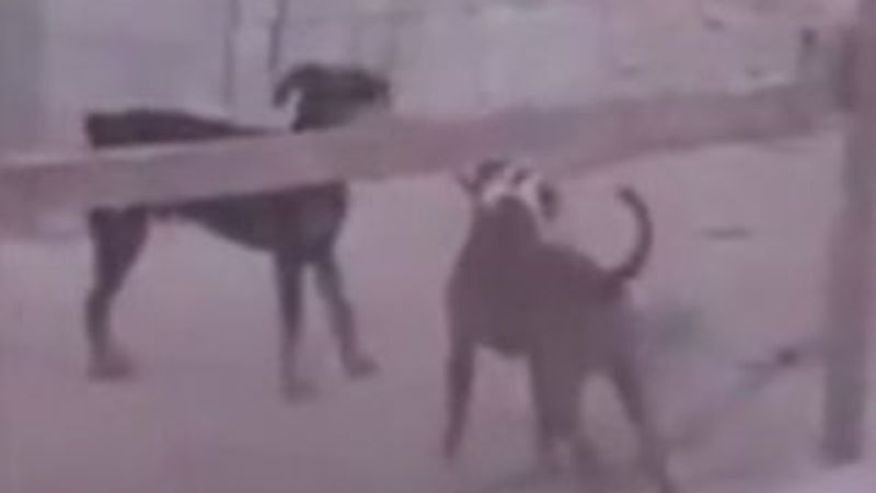 İki köpeğin komik kavgası