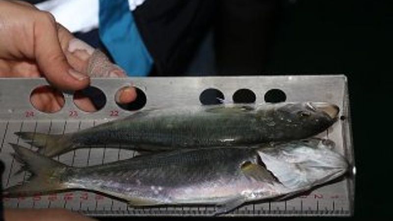 Gece yarısı denetimle 53 ton balığa el konuldu