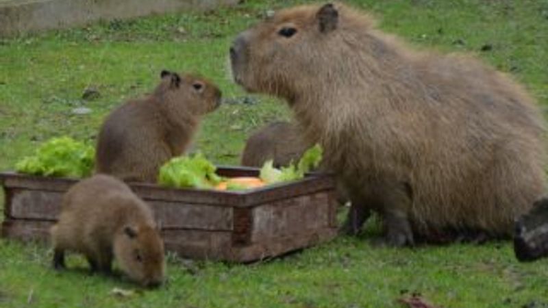 Yeni doğan 3 kapibara hayvanat bahçesinin maskotu oldu