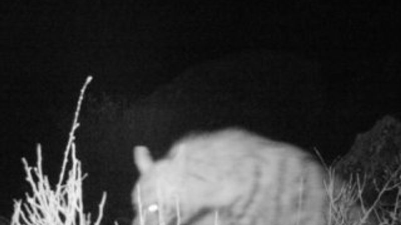 Kırmızı listedeki çizgili sırtlanlar görüntülendi