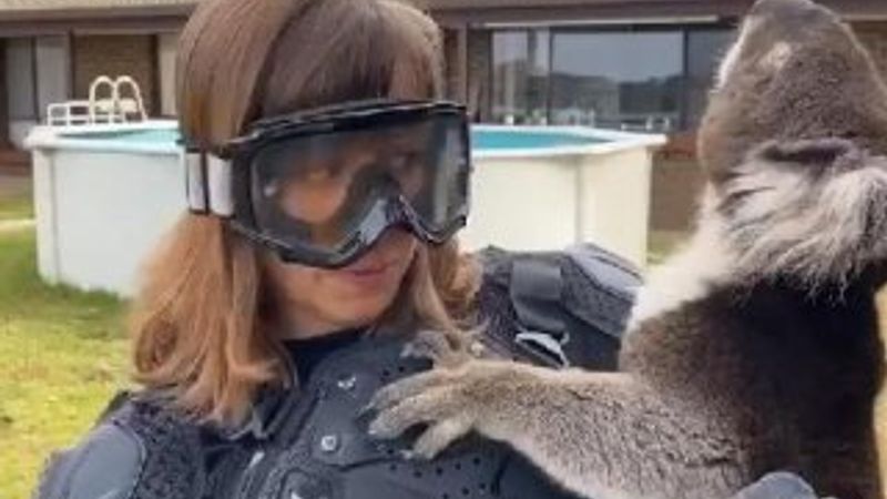 Sunucuya koalayı 'vahşi ayı' diye tanıttılar