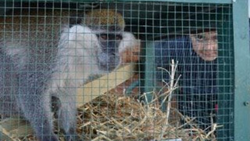 Aksaraylı çiftçi, ahırında maymun buldu