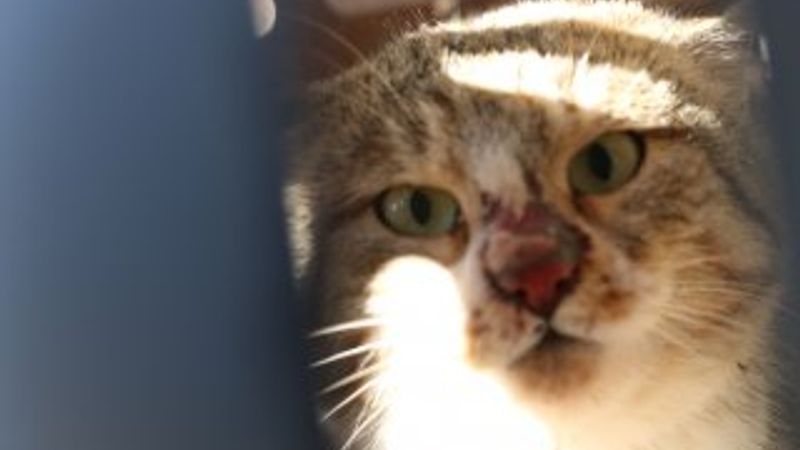 Siirt'te tuzağa yakalanan yaban kedisi