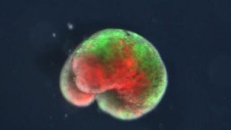 Kök hücrelerle canlı robot üretildi