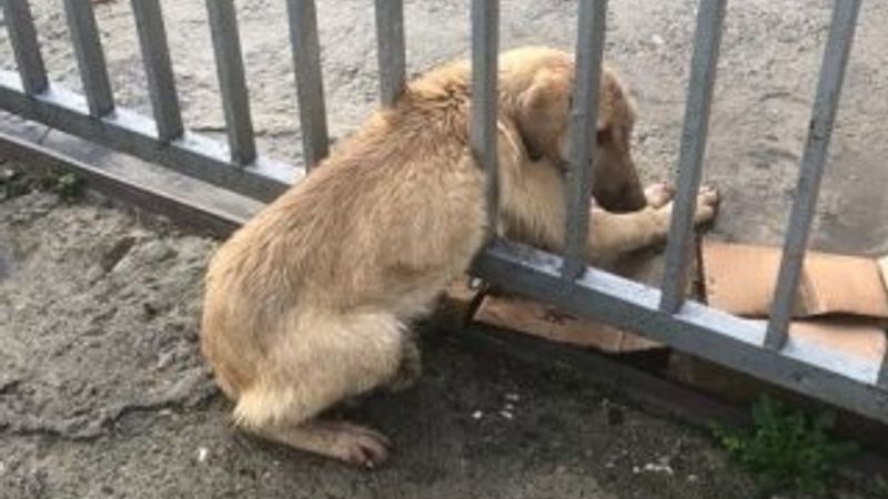 Samsun'da parmaklıklara sıkışan köpek kurtarıldı