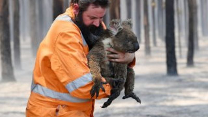 Yangından kurtulan koala, su içerken boğularak öldü