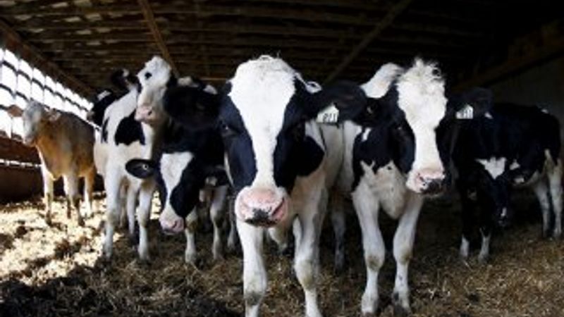 İneklerin kendi aralarında konuştuğu belirtildi