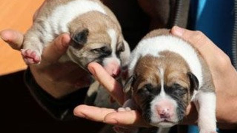 Harçlığını yavru köpeklere harcayan genç, yardım istiyor