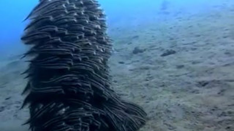 Çizgili yayın balıklarının korunma şekli