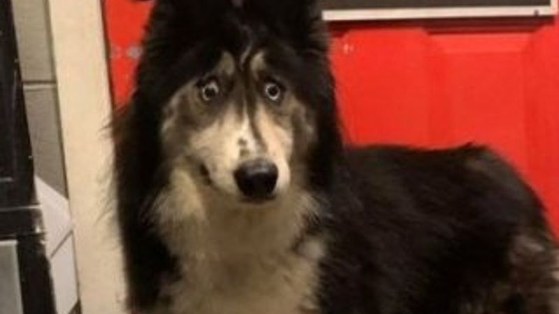 Gözleri tuhaf diye barınağa bırakılan köpeğe 150 talip