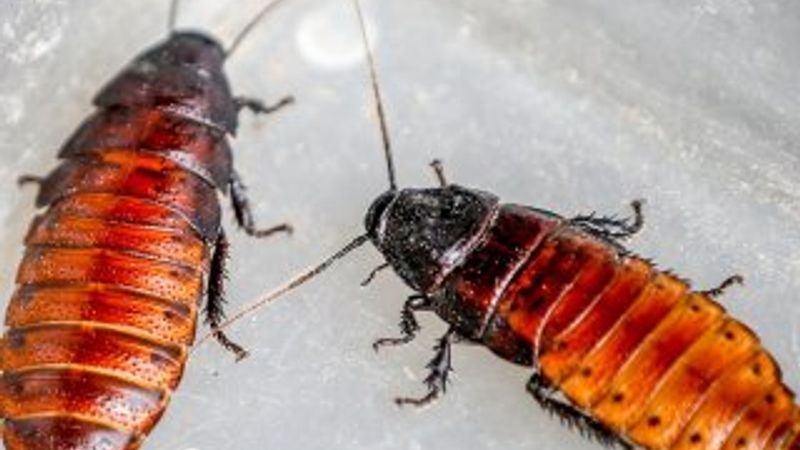 Antalya'da hamam böcekleri 10 TL'den satılıyor