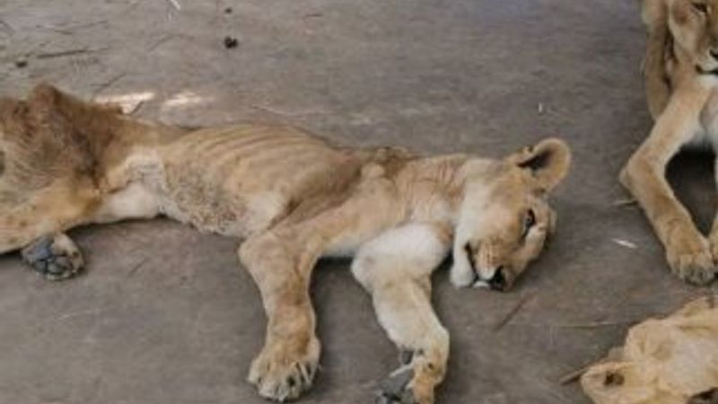Sudan'daki aslanlar açlıktan zayıfladı