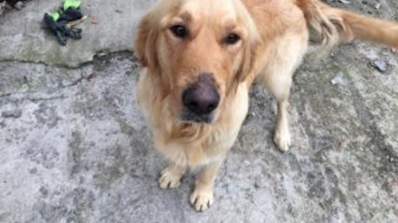 Hayvan hakları yasasının detayları