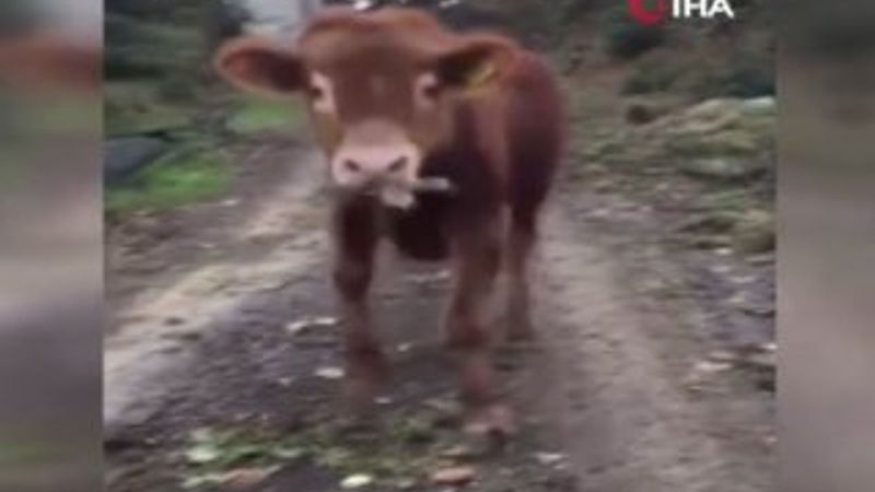 Sahibinin komutlarına uyan buzağı