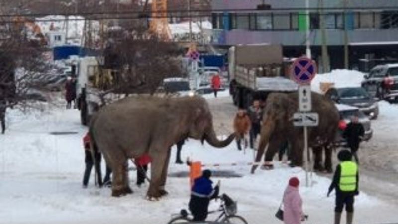 Rusya'da 2 fil sirkten kaçtı