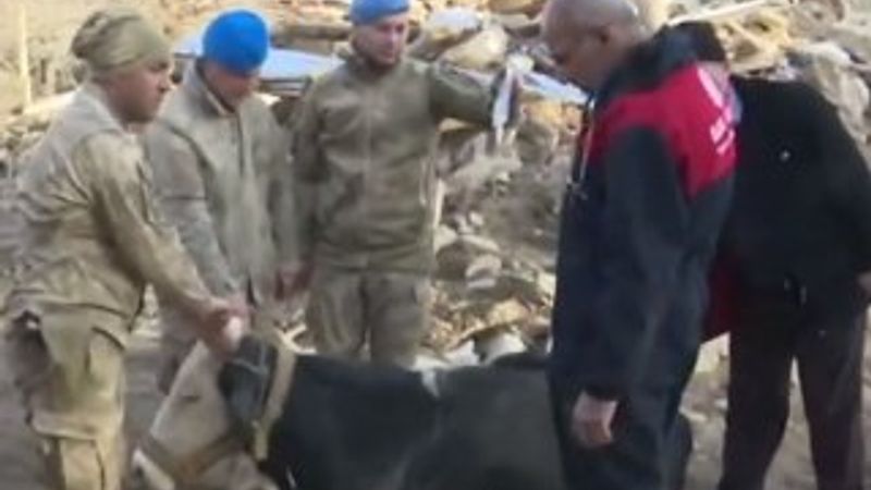 Depremden etkilenen hayvanlara da yardım gitti