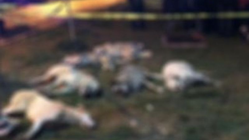 Sokak köpeklerini zehirleyen 3 kişiye 10 yıl hapis