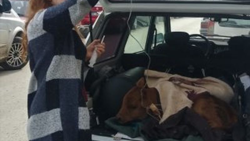 Tokatlı çiftçi buzağısını bagajda veterinere götürdü