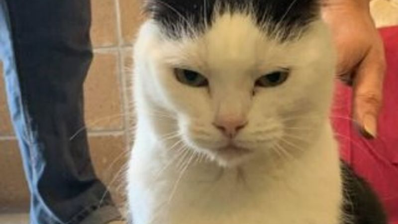 'Dünyanın en kötü kedisi' yeni sahibini arıyor